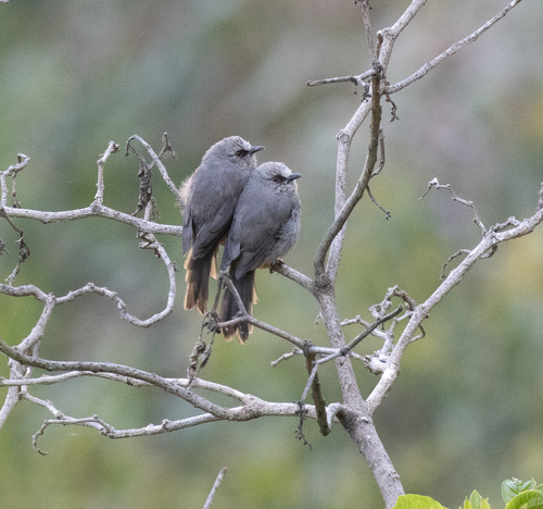 Abyssinian Catbird (Sylvia galinieri), photo 7