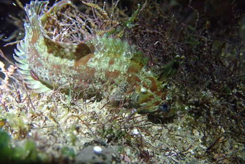Indonesia weedfish (Springeratus xanthosoma) — Clinidae