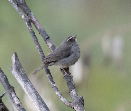 Brown-rumped Seedeater (Crithagra tristriata), photo 7