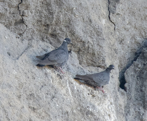 White-collared Pigeon (Columba albitorques), photo 7