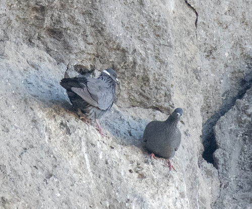 White-collared Pigeon (Columba albitorques), photo 8
