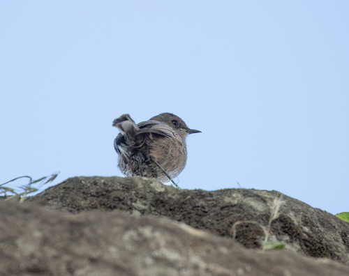 Moorland Chat (Pinarochroa sordida), photo 6