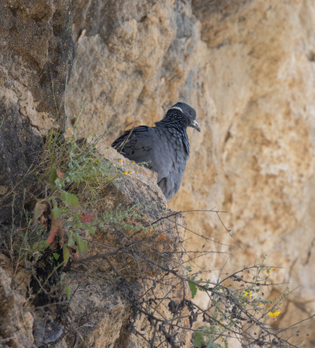 White-collared Pigeon (Columba albitorques), photo 5