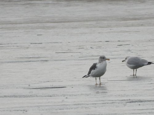 Lesser Black-backed Gull (Larus fuscus), photo 8