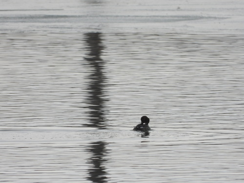 Common Goldeneye (Bucephala clangula), photo 7