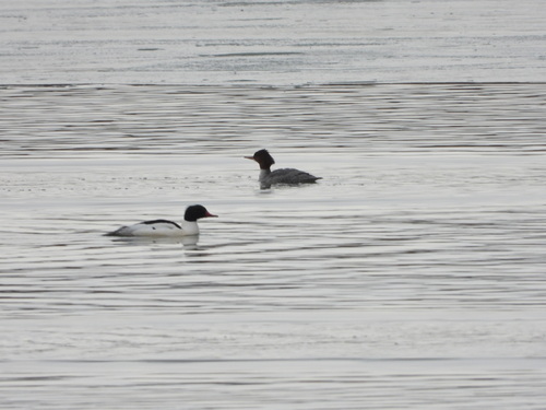 Common Merganser (Mergus merganser), photo 4