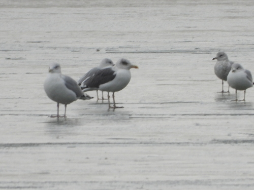 American Herring Gull (Larus smithsonianus), photo 8