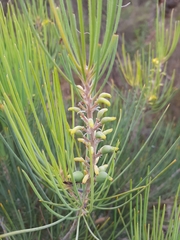 Persoonia saccata