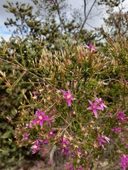 Calytrix fraseri