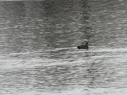 Gadwall (Mareca strepera)