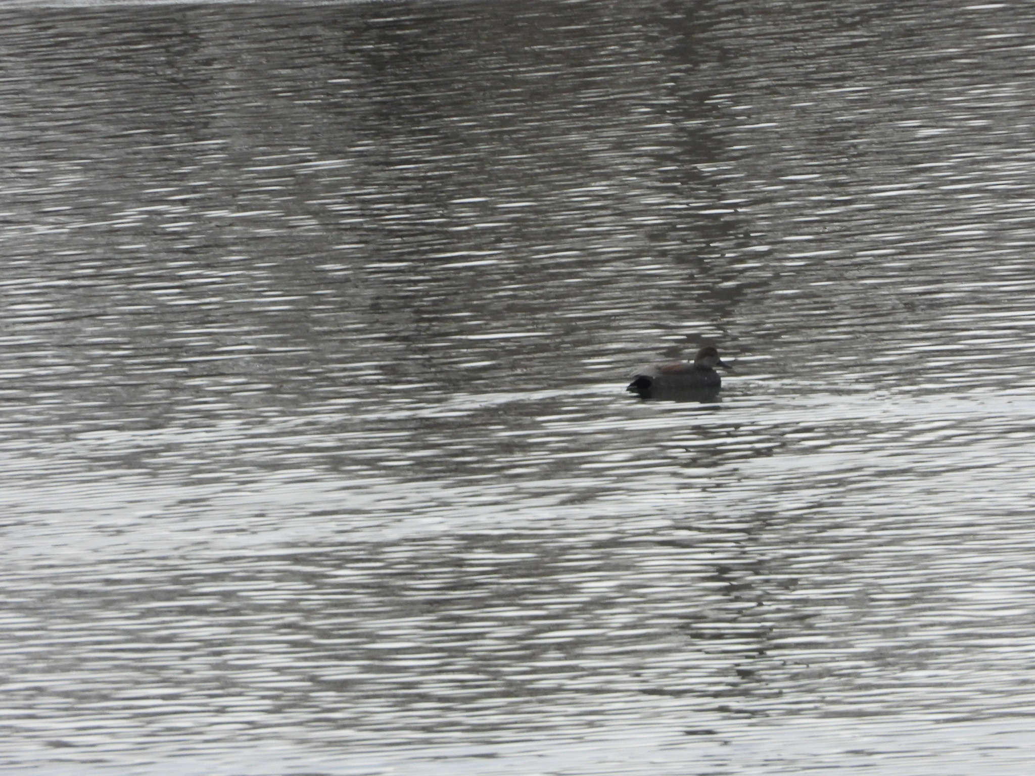 Gadwall (Mareca strepera), photo 1