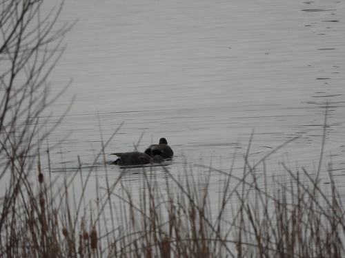 Gadwall (Mareca strepera), photo 7