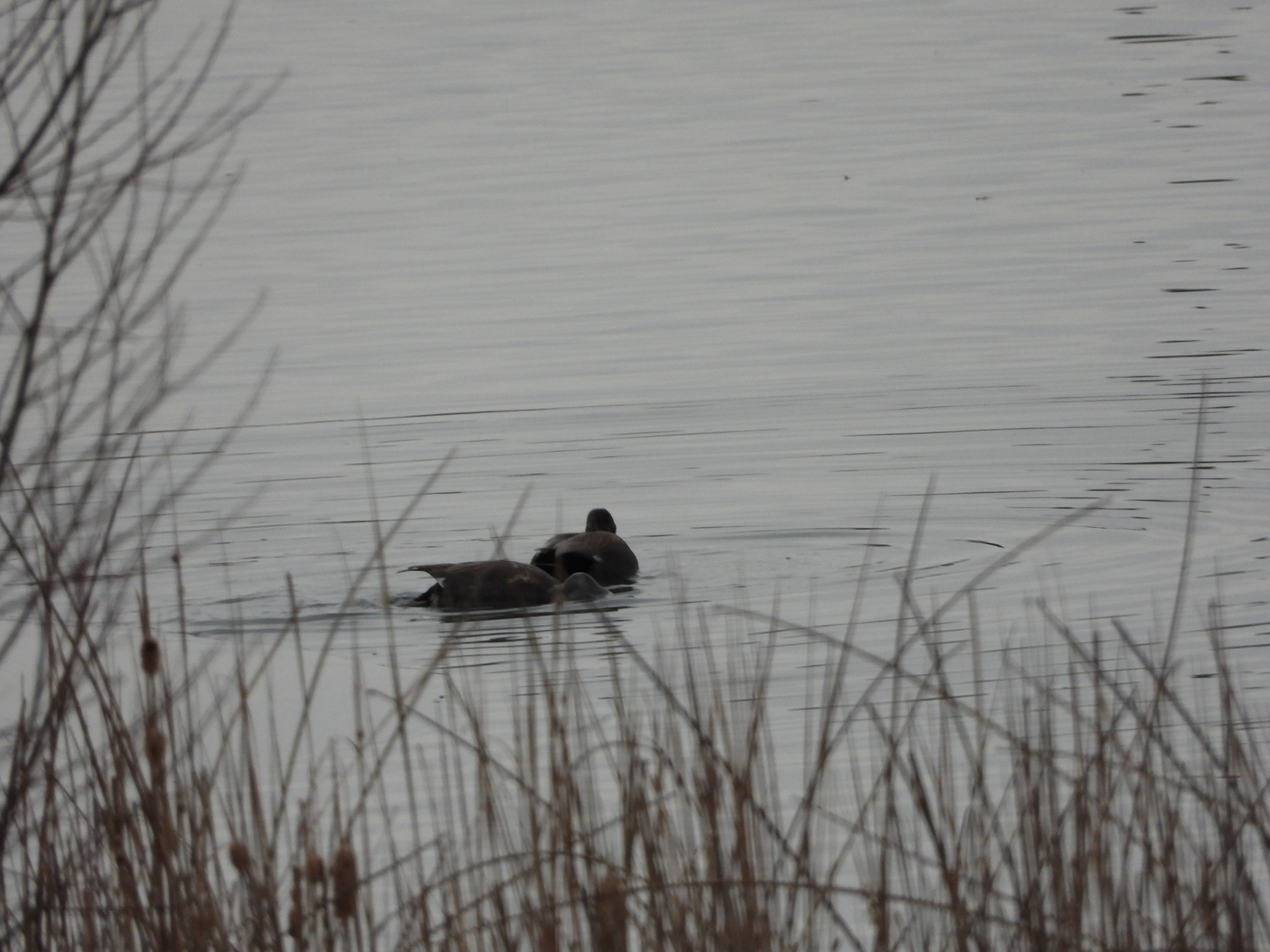 Gadwall (Mareca strepera), photo 9