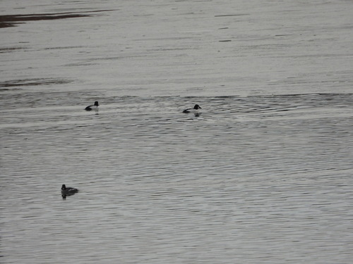Common Goldeneye (Bucephala clangula), photo 8