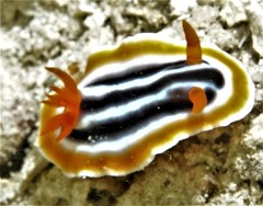Chromodoris magnifica