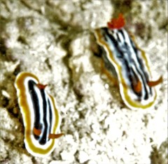 Chromodoris magnifica