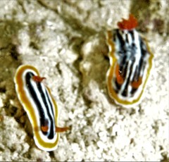 Chromodoris magnifica