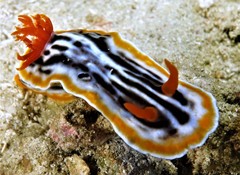 Chromodoris magnifica