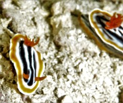 Chromodoris magnifica