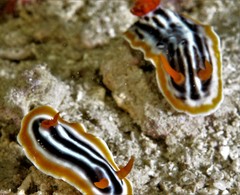Chromodoris magnifica