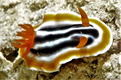 Chromodoris magnifica