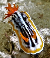 Chromodoris magnifica