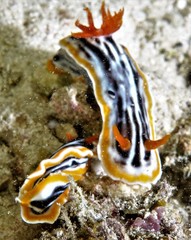 Chromodoris magnifica