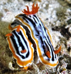 Chromodoris magnifica