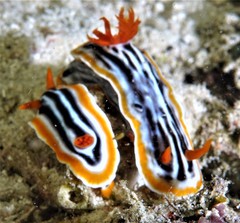 Chromodoris magnifica