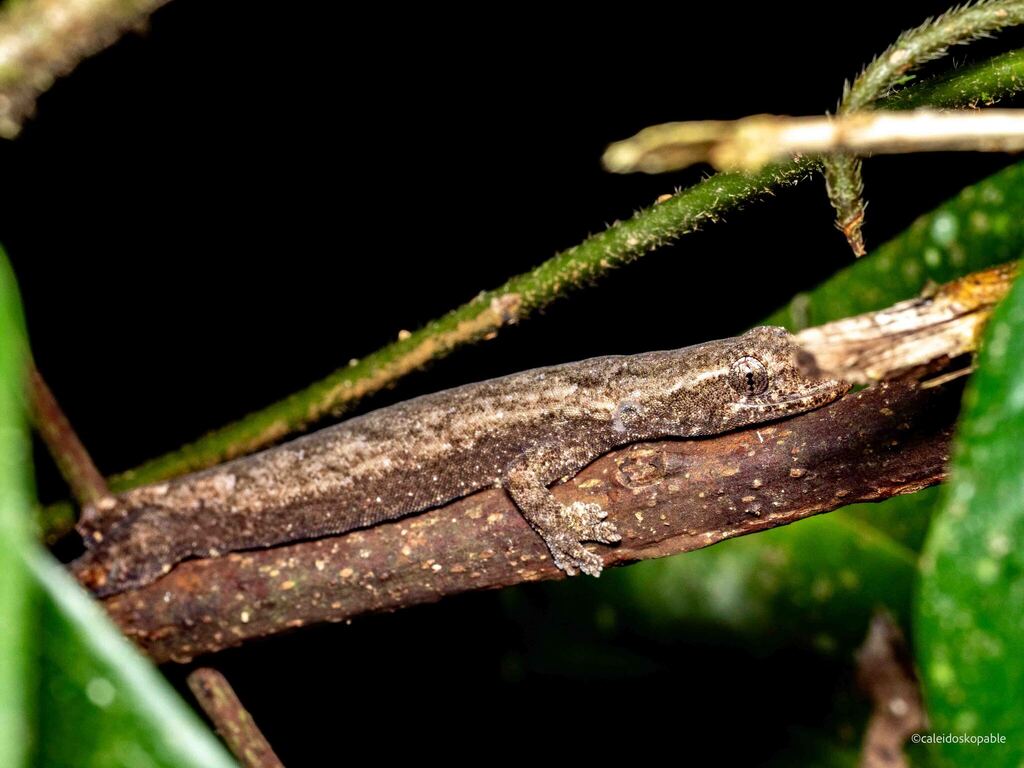 Cat Tien Slender Gecko