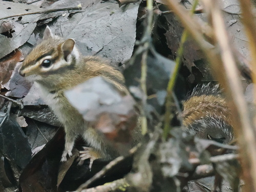 Townsend's Chipmunk observed by jmaughn