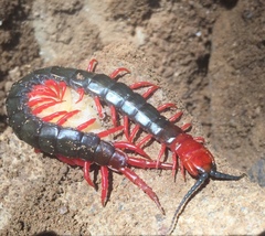 Cormocephalus nitidus
