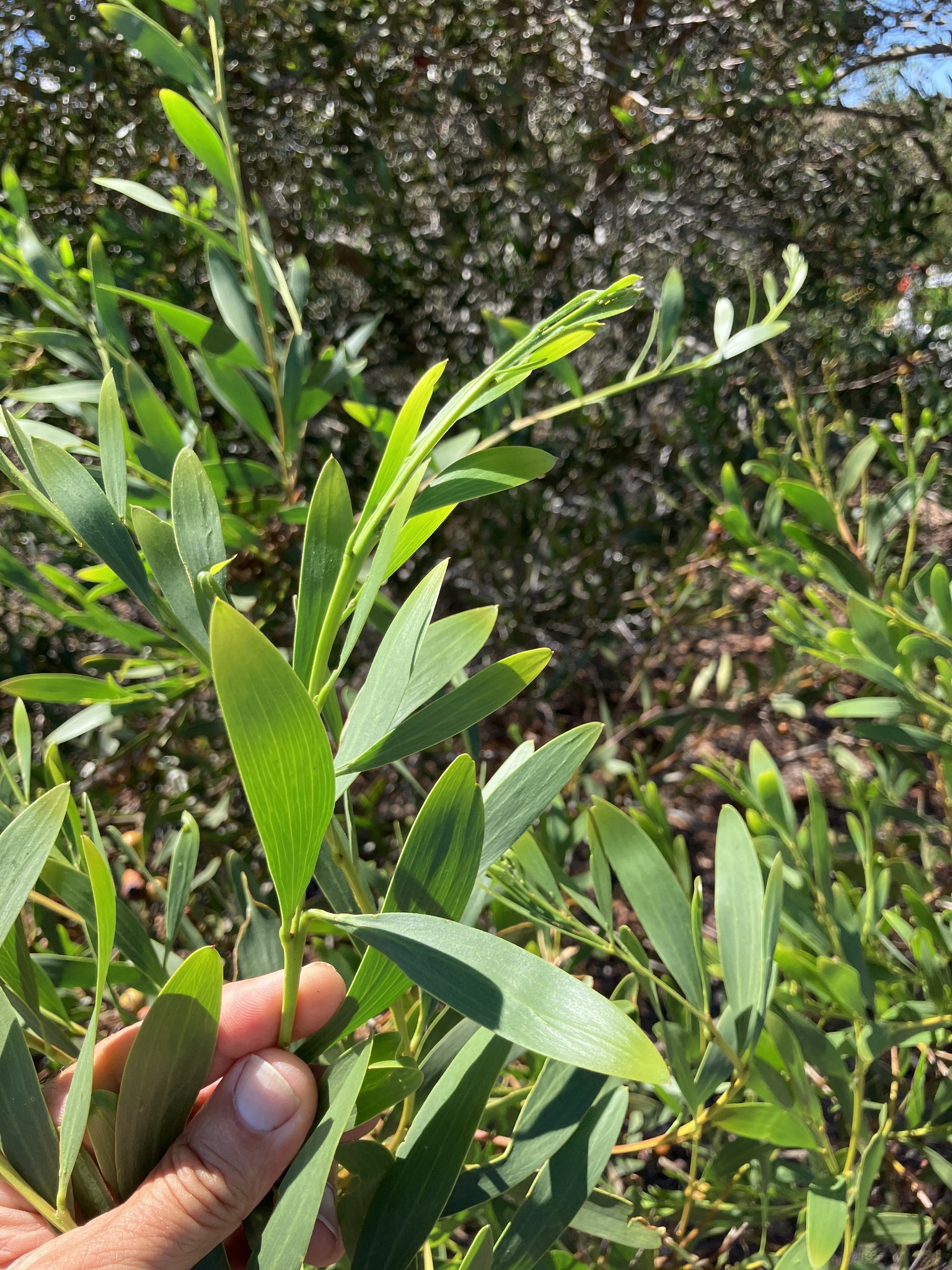 Sydney golden wattle