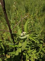 Lippia javanica