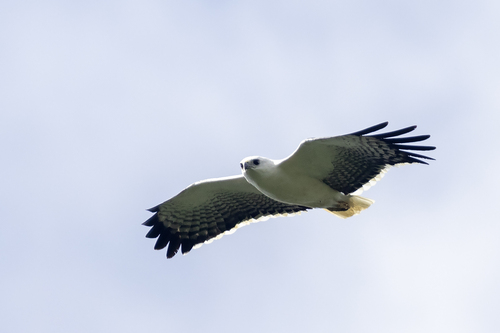 Mantled Hawk