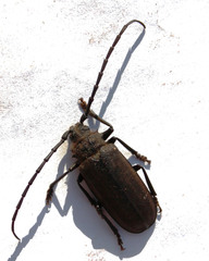 Pixodarus spiniscapus