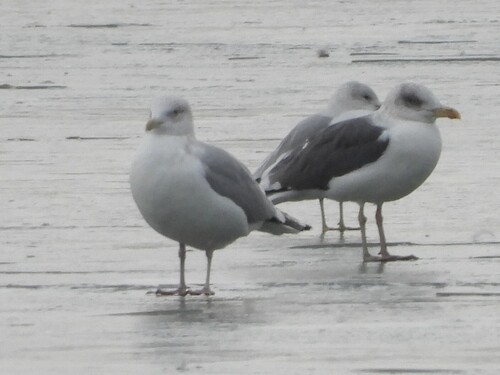 American Herring Gull (Larus smithsonianus), photo 7