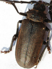 Pixodarus spiniscapus