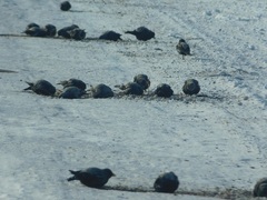 Melanocorypha yeltoniensis