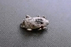 Mitrastethus baridioides