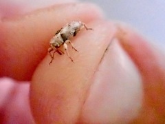 Mitrastethus baridioides