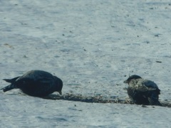 Melanocorypha yeltoniensis