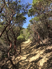 Arctostaphylos montaraensis, photograph (c) klicklo, some rights reserved (CC BY)