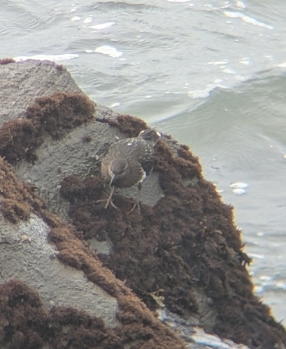 Black Turnstone (Arenaria melanocephala), photo 4