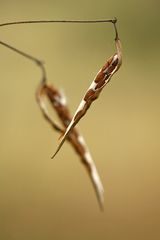 Vincetoxicum hirundinaria