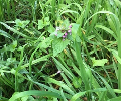 Lamium purpureum