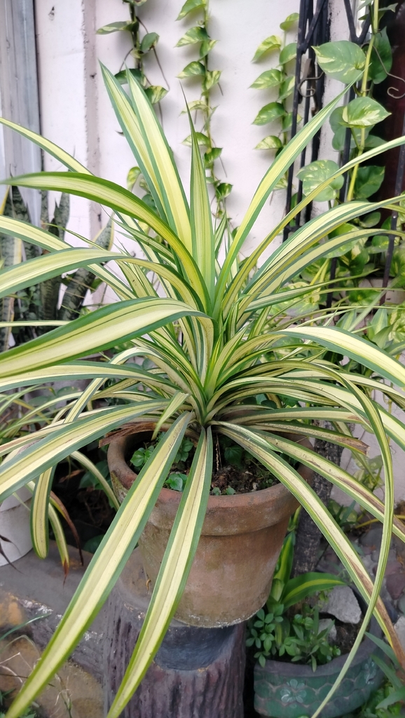 Spider Plant