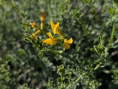 Lotus campylocladus, photograph (c) Elias, some rights reserved (CC BY)