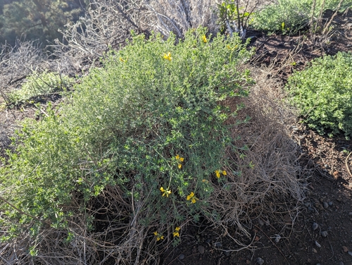 Lotus campylocladus, photograph 4