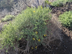 Lotus campylocladus, photograph (c) Elias, some rights reserved (CC BY)